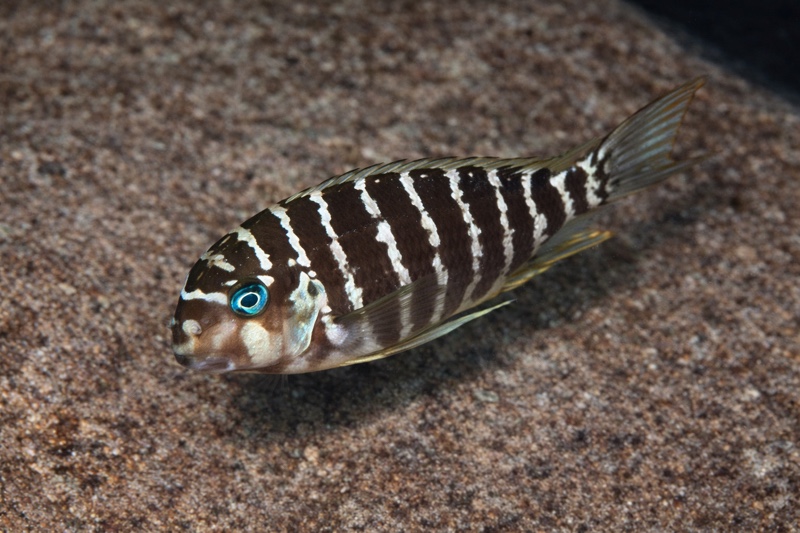 Tropheus polli 'Lumbye Bay'